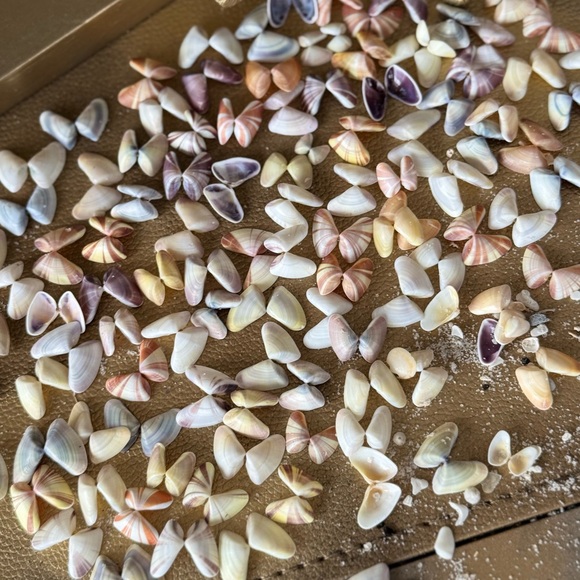 50 (25 Pairs) Florida Coquina Seashells Butterfly Shells DIY Crafting Bulk Lot - Picture 7 of 16